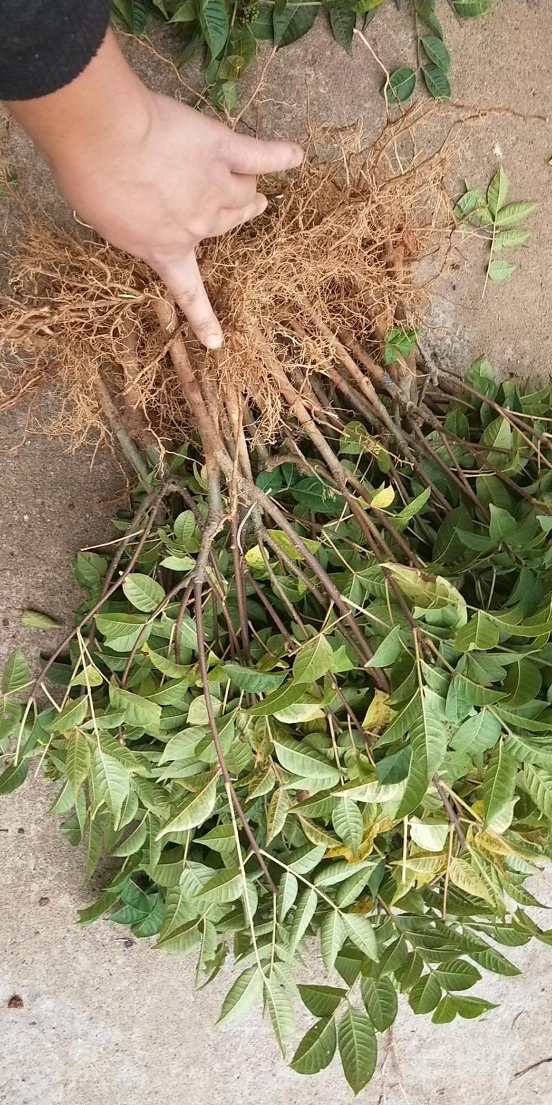 江西中花吴茱萸树苗，种苗茶辣，树衣子苗提供技术包回收成品
