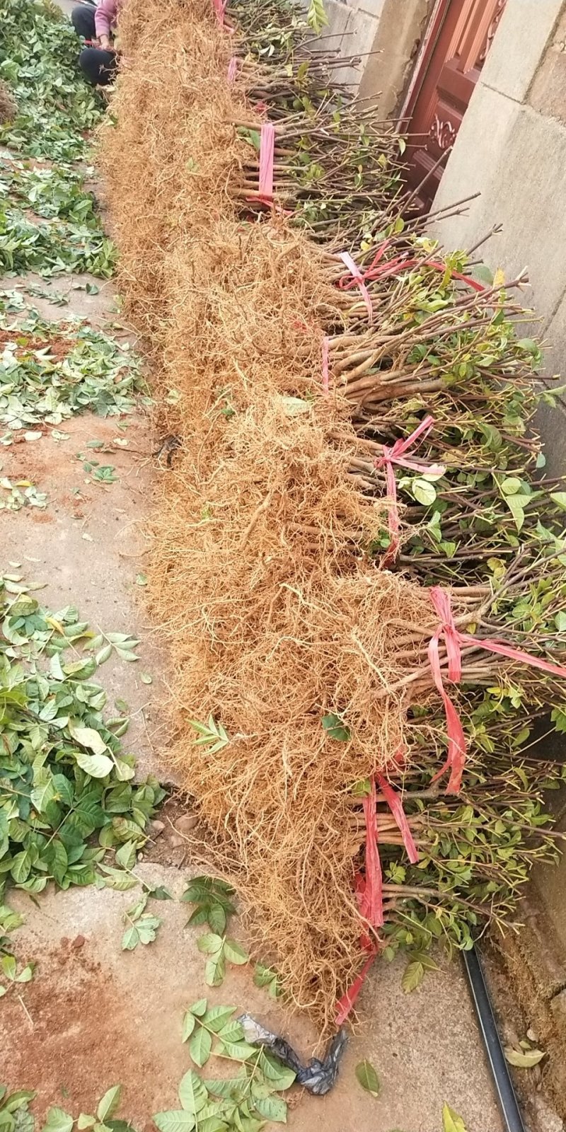 江西中花吴茱萸树苗，种苗茶辣，树衣子苗提供技术包回收成品