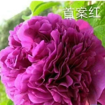 精品牡丹，基地直销，包品质，包成活。死苗免费补发