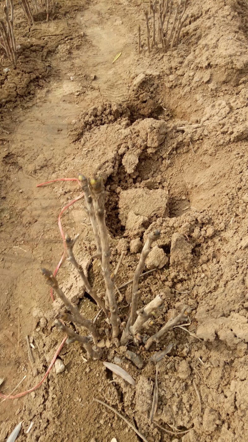 精品牡丹，基地直销，包品质，包成活。死苗免费补发
