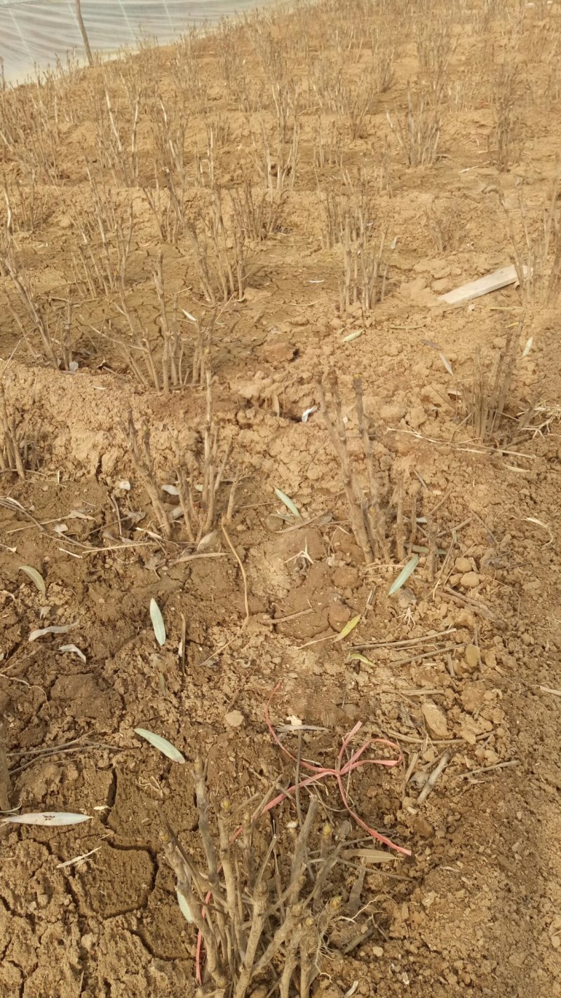 精品牡丹，基地直销，包品质，包成活。死苗免费补发