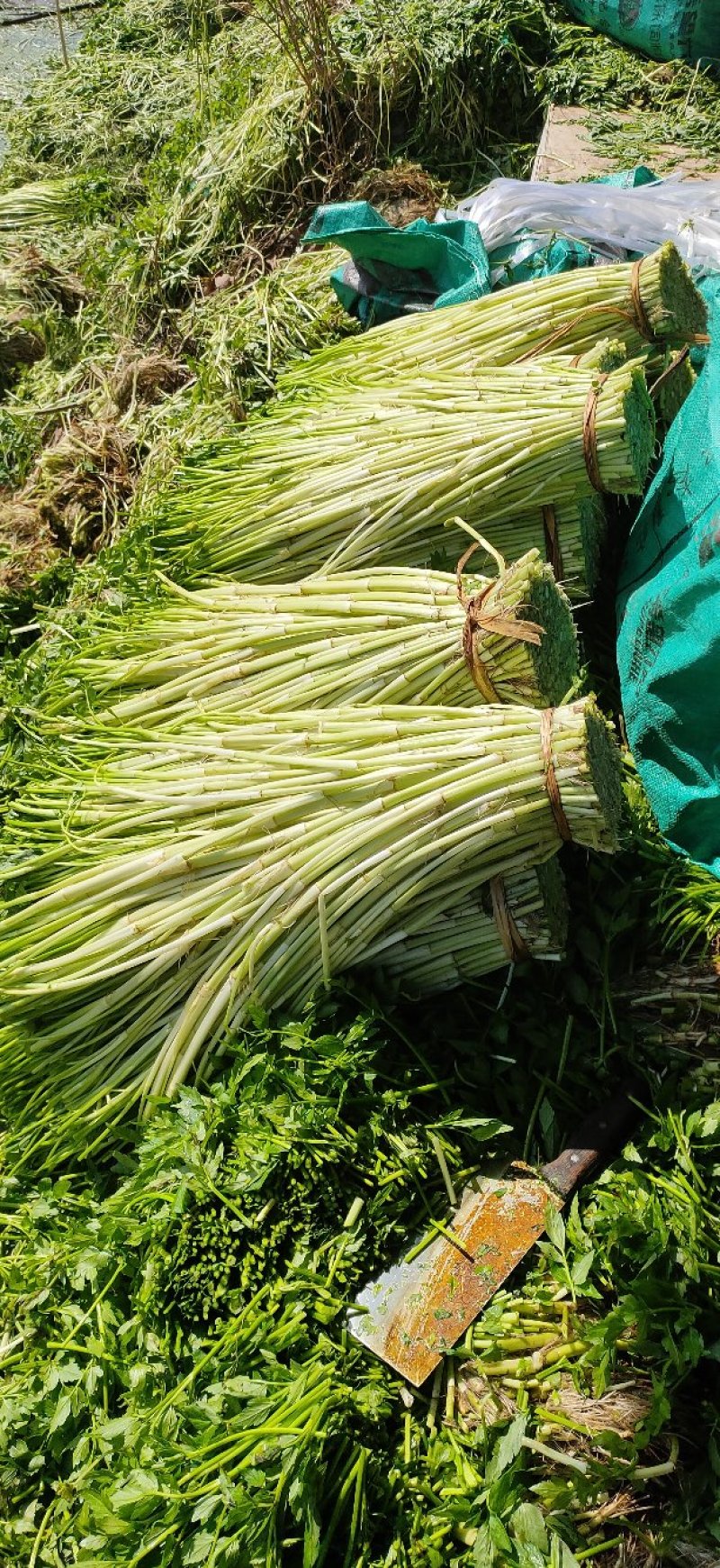 靓货水芹菜批发野水芹批发零售蔬菜叶菜