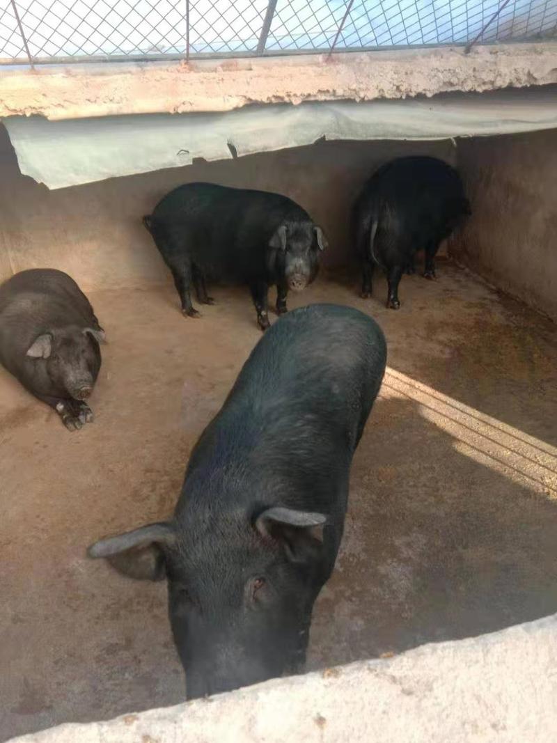 黑小猪，北京黑，土黑猪，能涨到四五百斤，需要的可以联系。