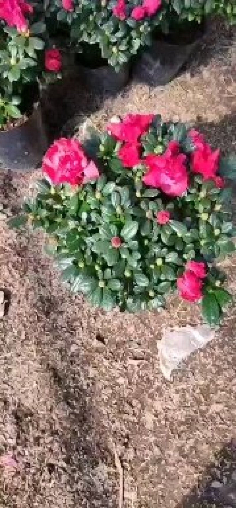 杜鹃花桃红梅红普红工程货