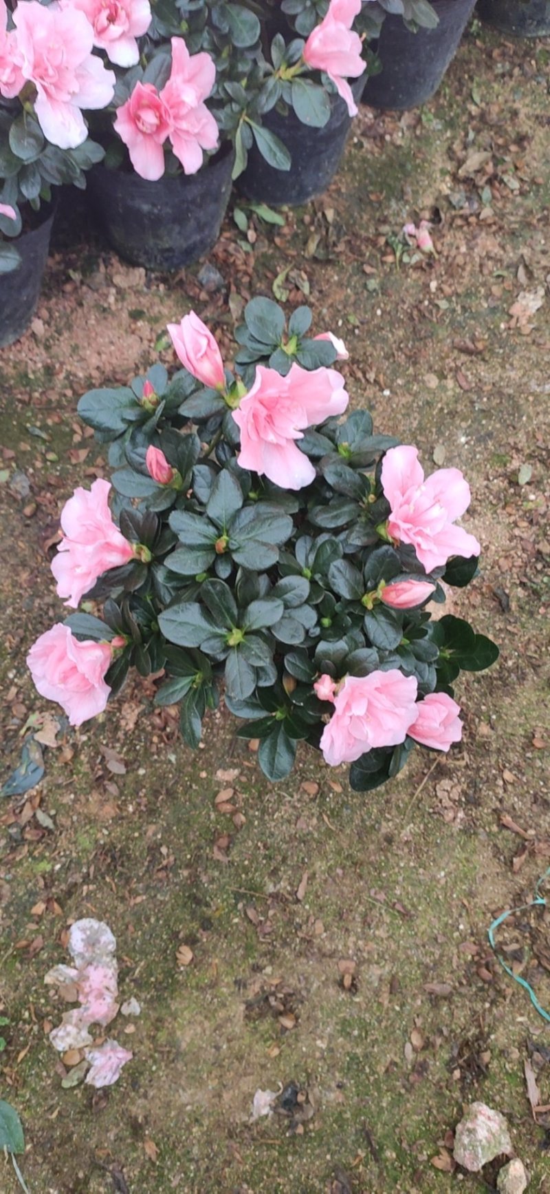 杜鹃花桃红梅红普红工程货