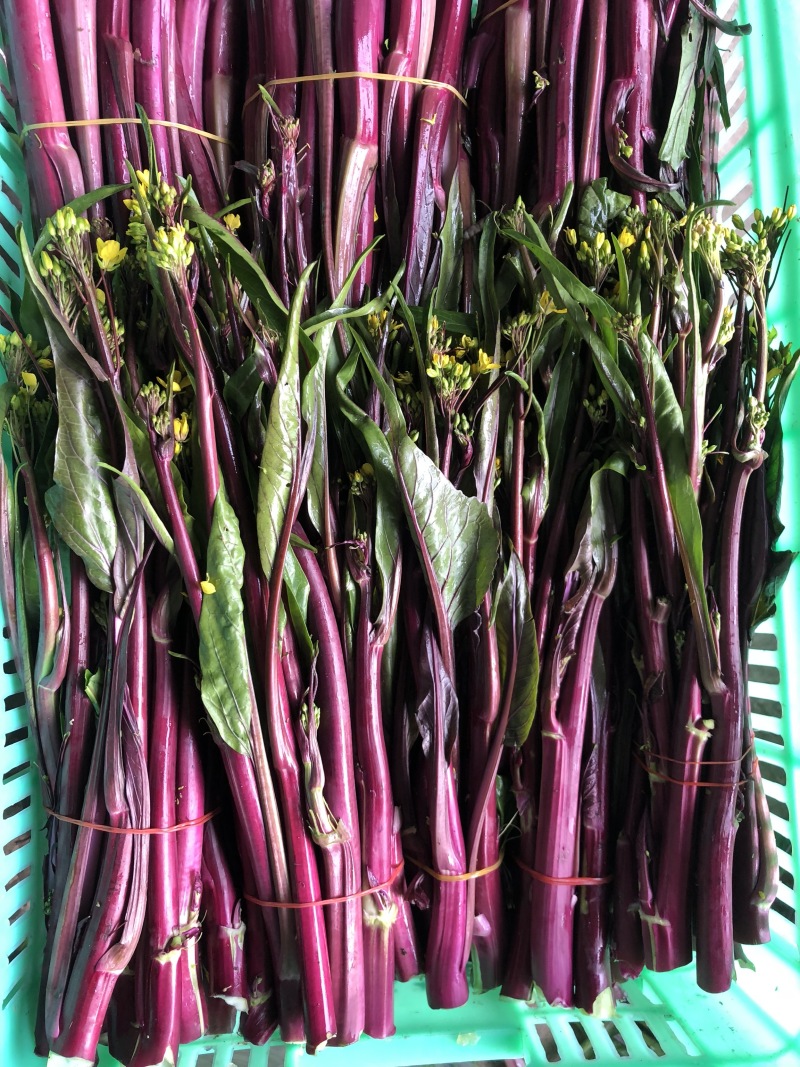 湖北红菜苔红菜心无空心菜苔基地直供