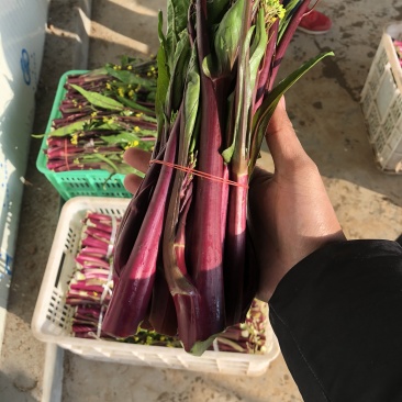 湖北红菜苔红菜心无空心菜苔基地直供