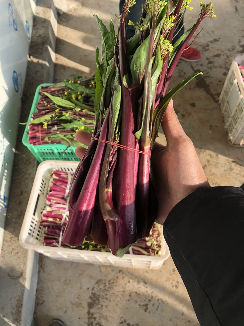 湖北红菜苔红菜心无空心菜苔基地直供