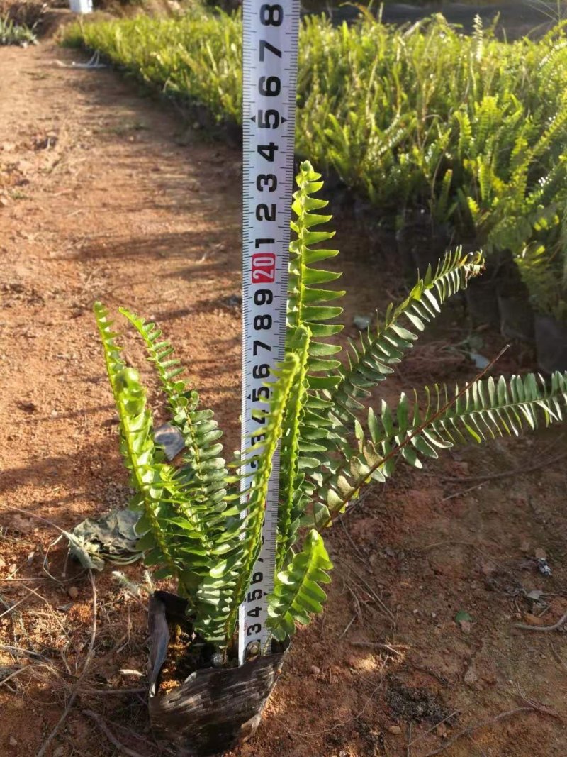 排骨草肾蕨杯苗五斤袋七斤袋东莞基地一手货源