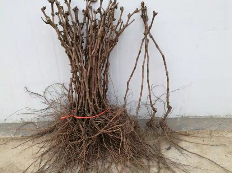 马奶提葡萄树苗果树苗葡萄苗盆栽室内爬藤南北方品种种植当年