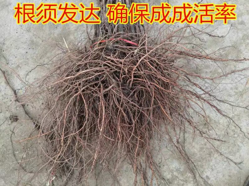 蓝宝石葡萄树苗果树苗葡萄苗盆栽室内爬藤南北方品种种植当年