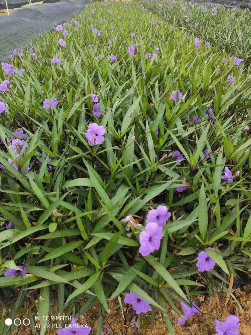 翠芦莉东莞紫花翠芦莉，粉花，大花，五斤七斤大量现货处理
