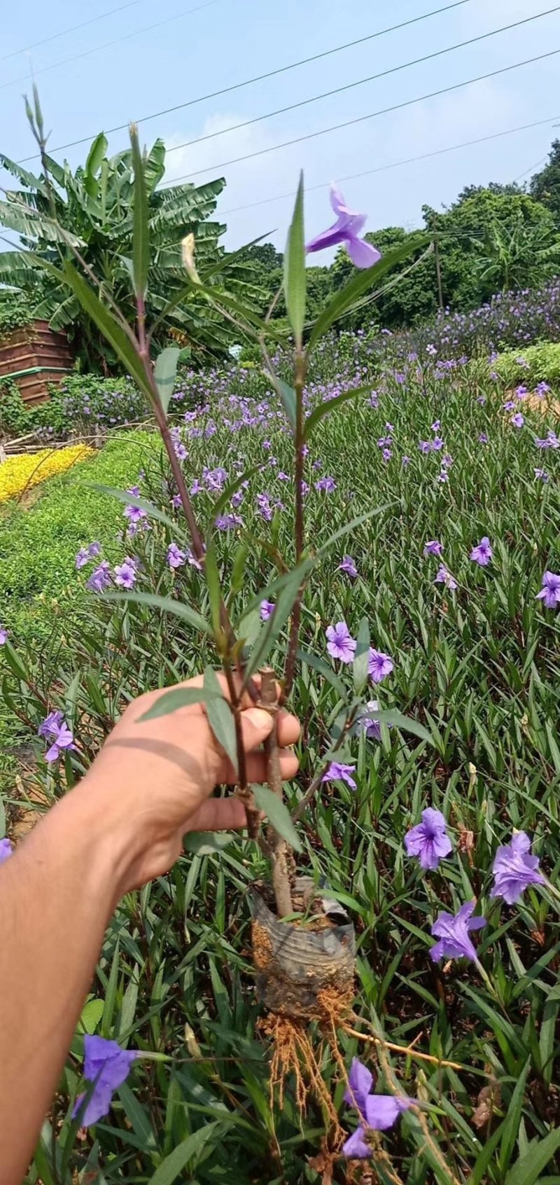翠芦莉东莞紫花翠芦莉，粉花，大花，五斤七斤大量现货处理