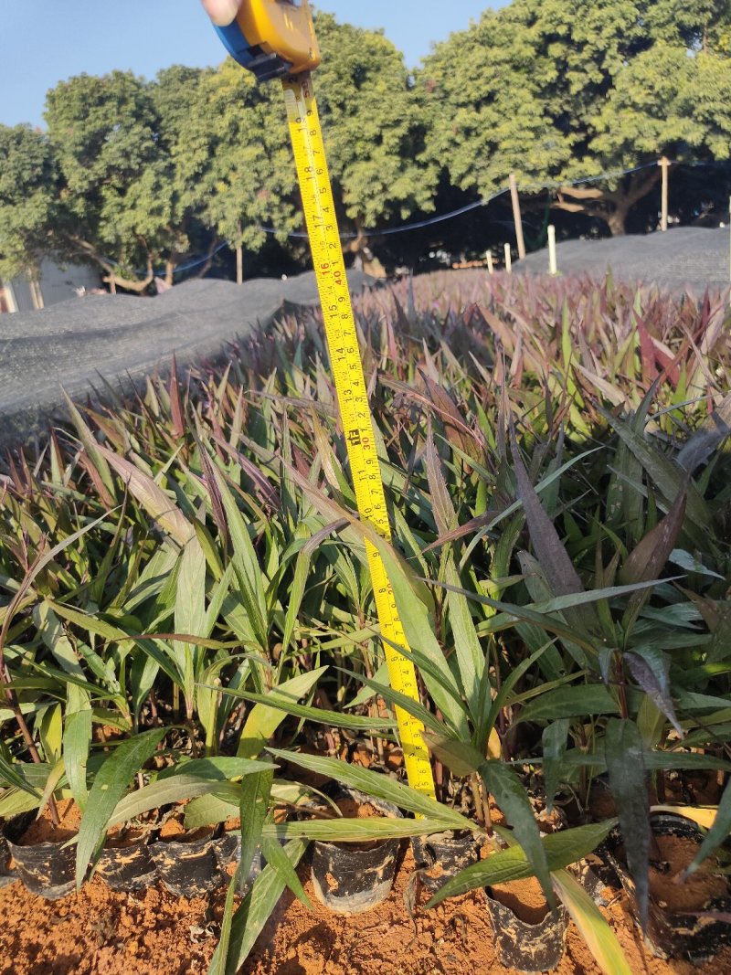翠芦莉东莞紫花翠芦莉，粉花，大花，五斤七斤大量现货处理