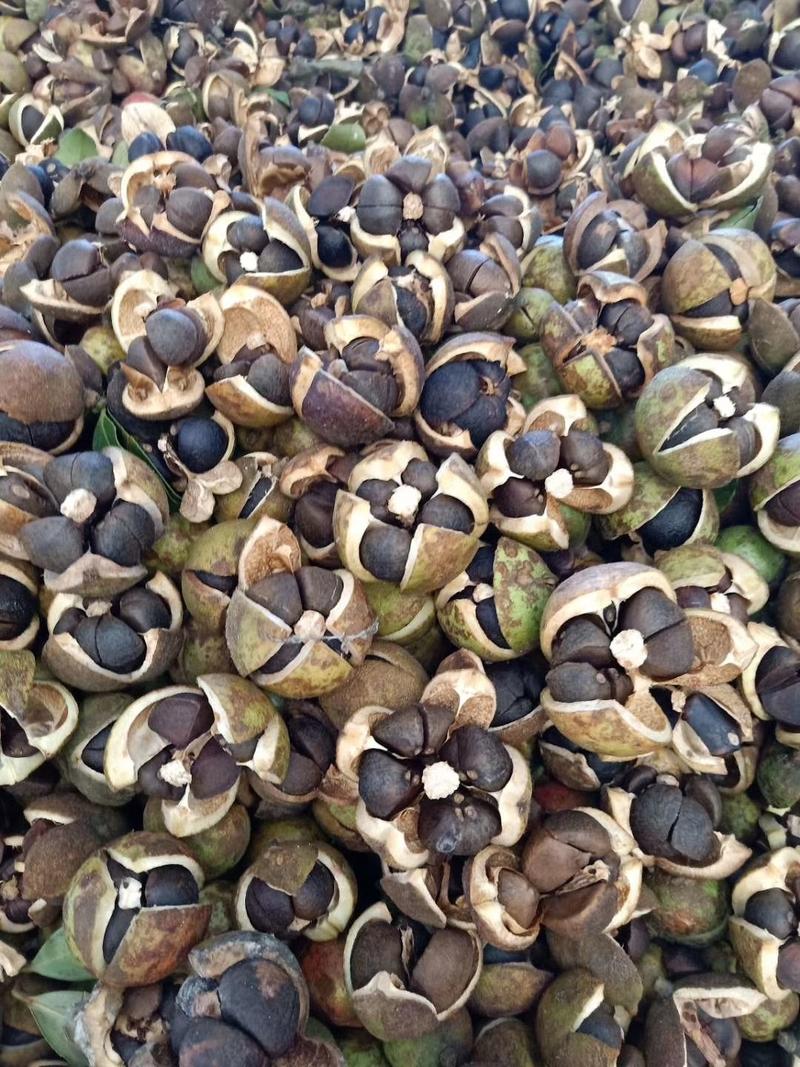 高产嫁接大果油茶苗，品种主要是，湘林系列，长林系列。