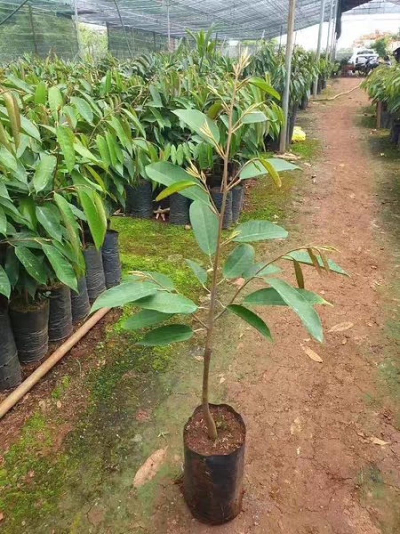 猫山王榴莲苗榴莲苗果中小果肉结实饱满香甜包邮