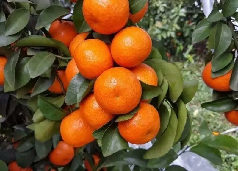 沙糖柑