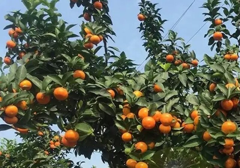 沙糖柑