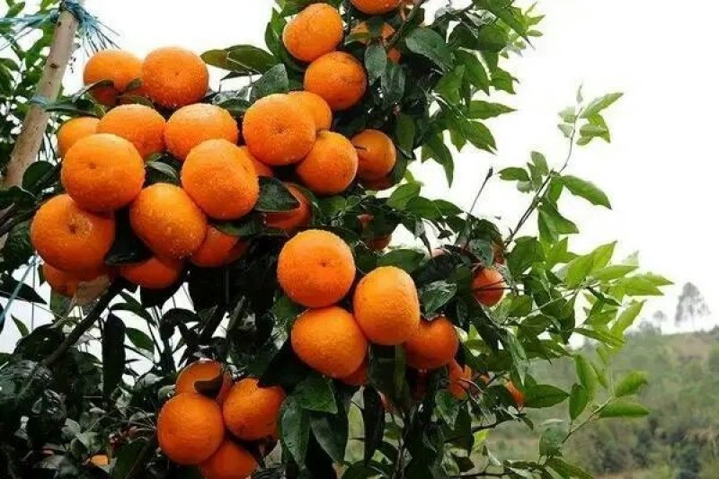 沙糖柑