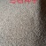 乌桕种子红叶风景树乌桕树种子