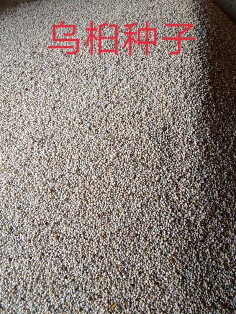 乌桕种子红叶风景树乌桕树种子