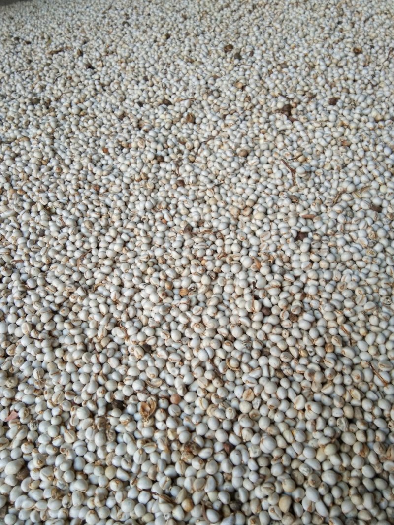 乌桕种子红叶风景树乌桕树种子