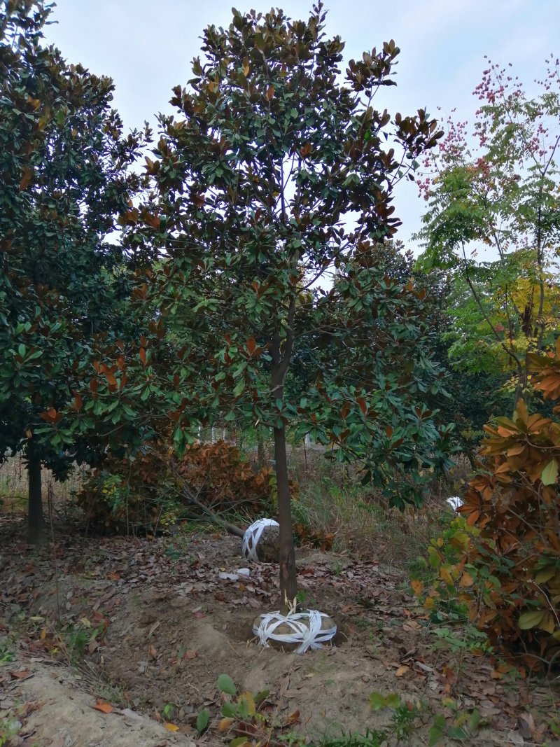 ，广玉兰，大小规格各色各样都有，有现货200亩产地安徽