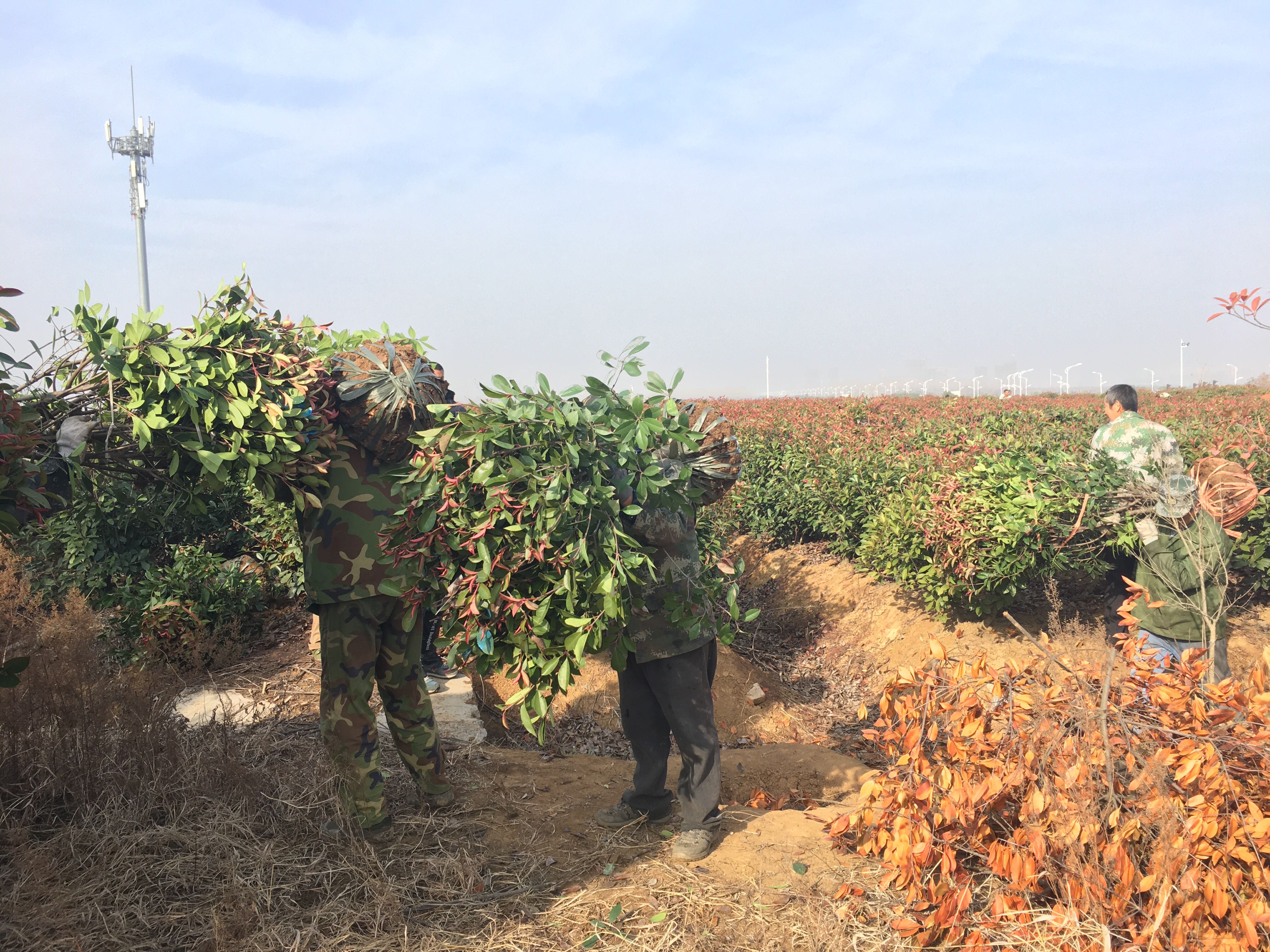 多名身穿工作服的工人正在大棚内进行红叶石楠扦插操作,手中握有带叶插穗,插入整齐排列的育苗穴盘中,背景可见温控设备和喷雾系统,环境湿润且光线充足 工人在红叶石楠生产基地进行扦插作业