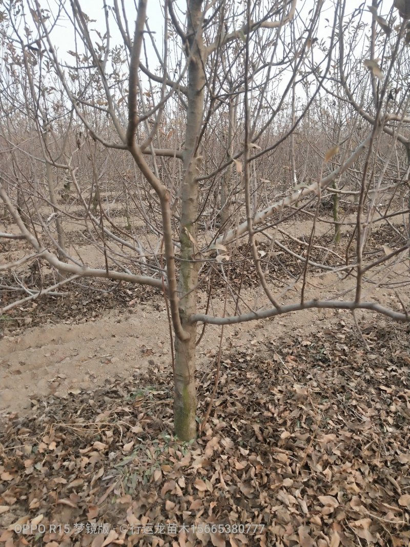 大量供应占地苹果树工程苹果树建园苹果树