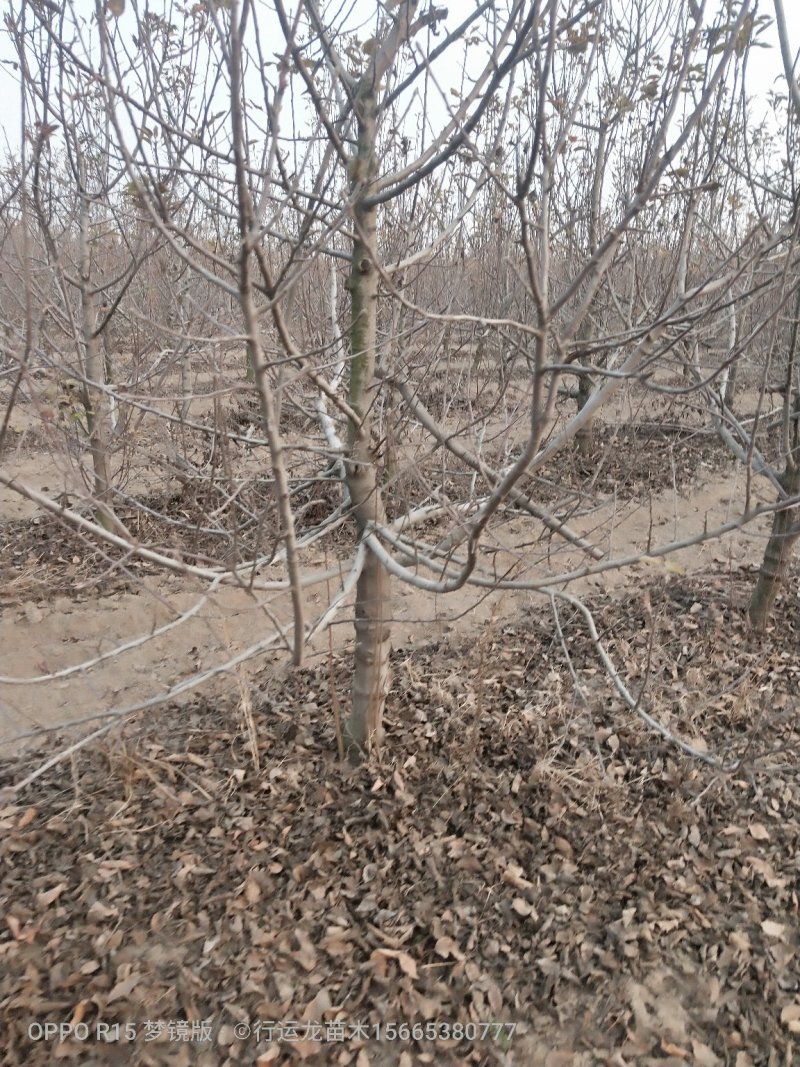 大量供应占地苹果树工程苹果树建园苹果树