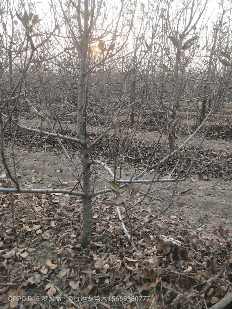 大量供应占地苹果树工程苹果树建园苹果树