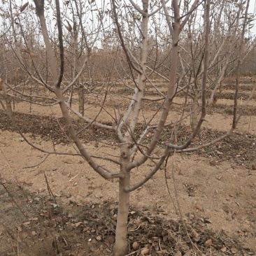 大量供应占地苹果树工程苹果树建园苹果树