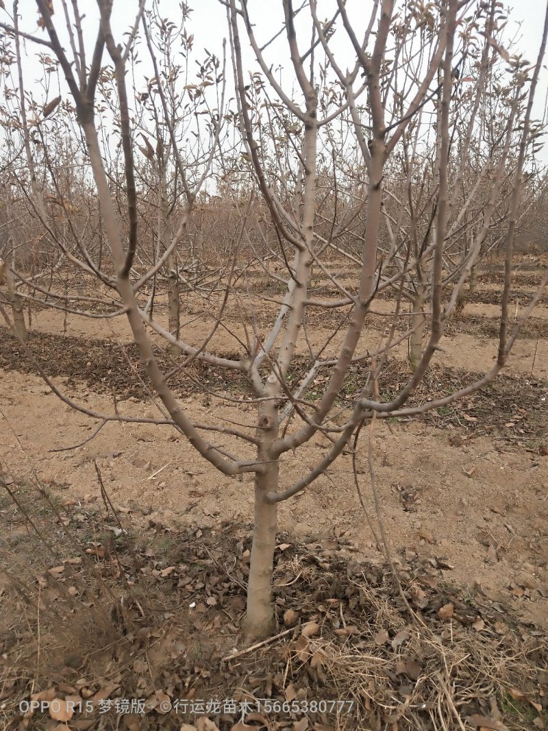 大量供应占地苹果树工程苹果树建园苹果树