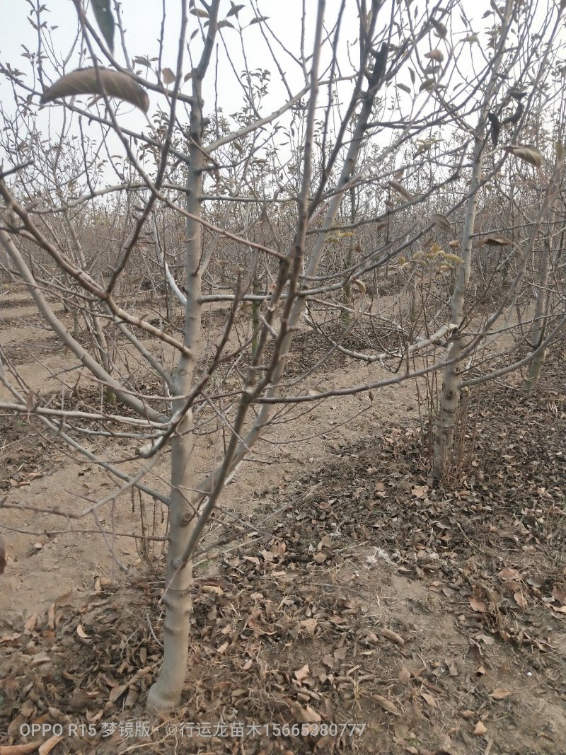 大量供应占地苹果树工程苹果树建园苹果树