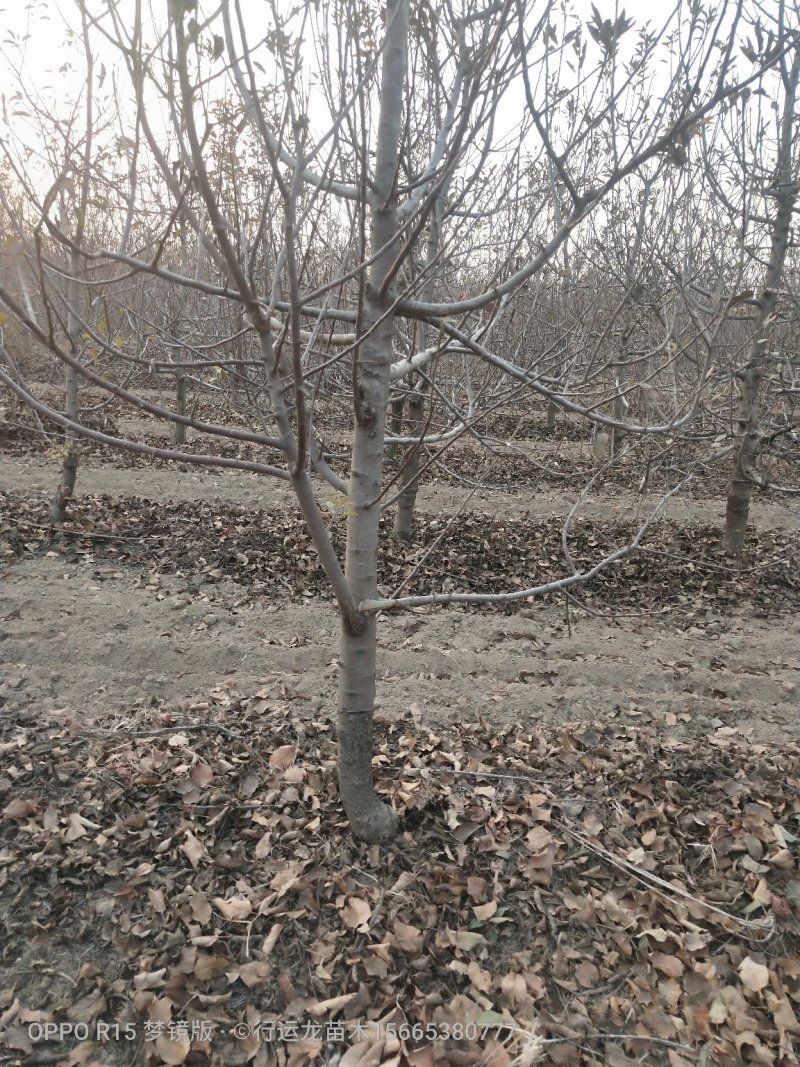 大量供应占地苹果树工程苹果树建园苹果树