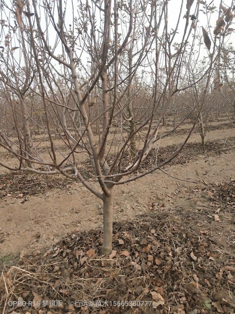 大量供应占地苹果树工程苹果树建园苹果树