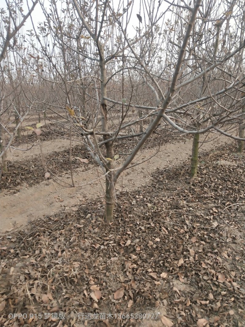 大量供应占地苹果树工程苹果树建园苹果树