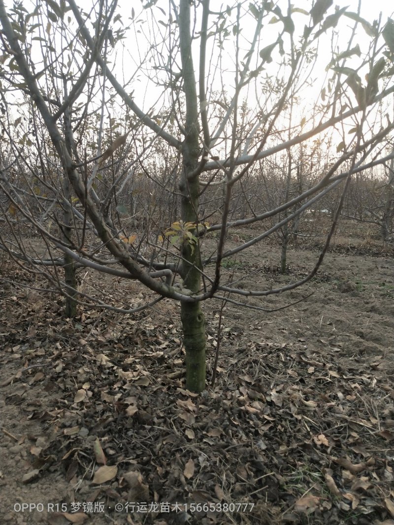 大量供应占地苹果树工程苹果树建园苹果树