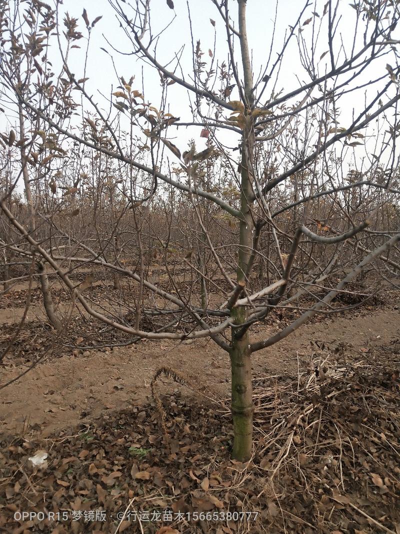 大量供应占地苹果树工程苹果树建园苹果树