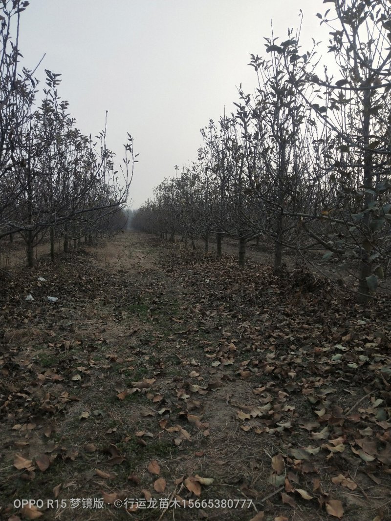 大量供应占地苹果树工程苹果树建园苹果树