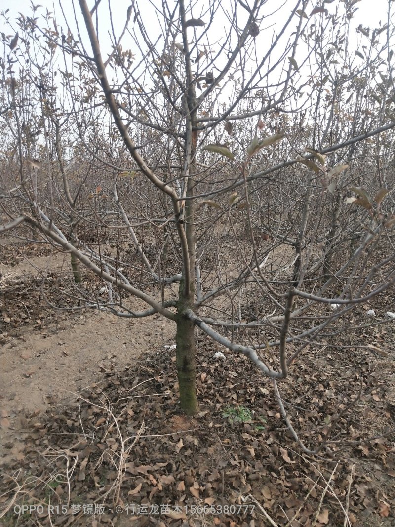 大量供应占地苹果树工程苹果树建园苹果树