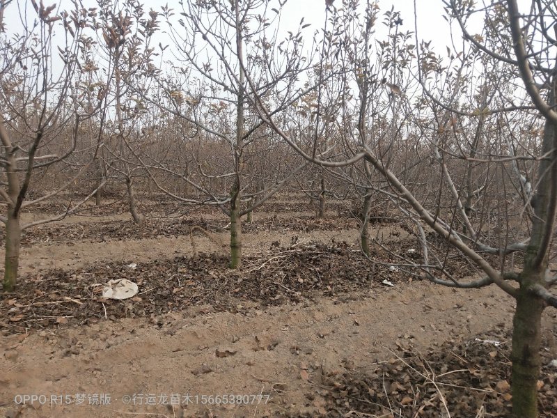 大量供应占地苹果树工程苹果树建园苹果树