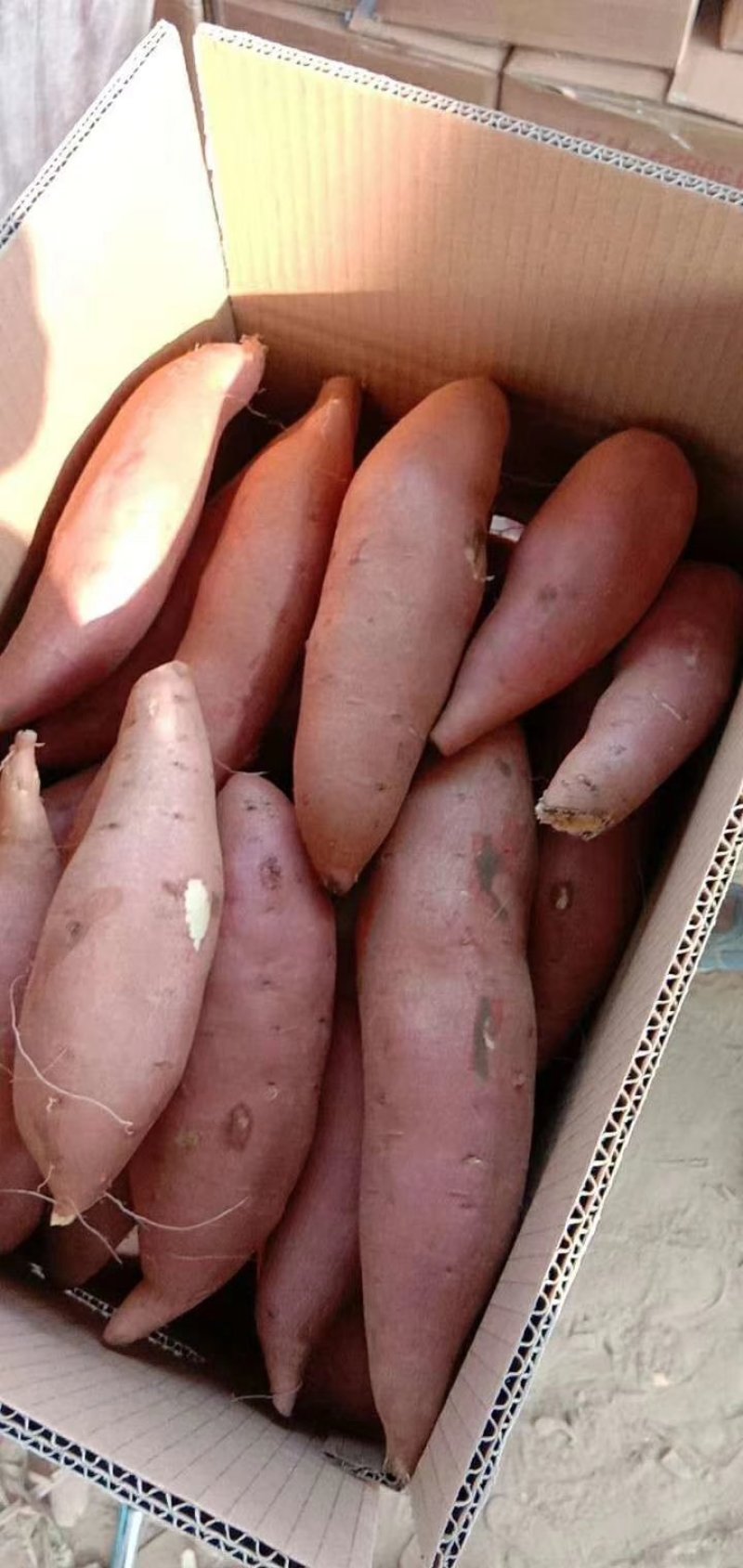 红薯龙薯九号大量上市全国发货可视频看货欢迎联系
