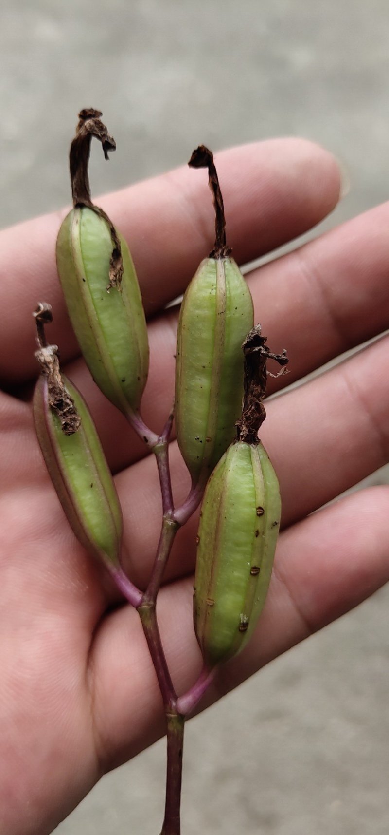 【优质】云南白芨种子三叉大白芨种子白芨果夹提供育苗技术
