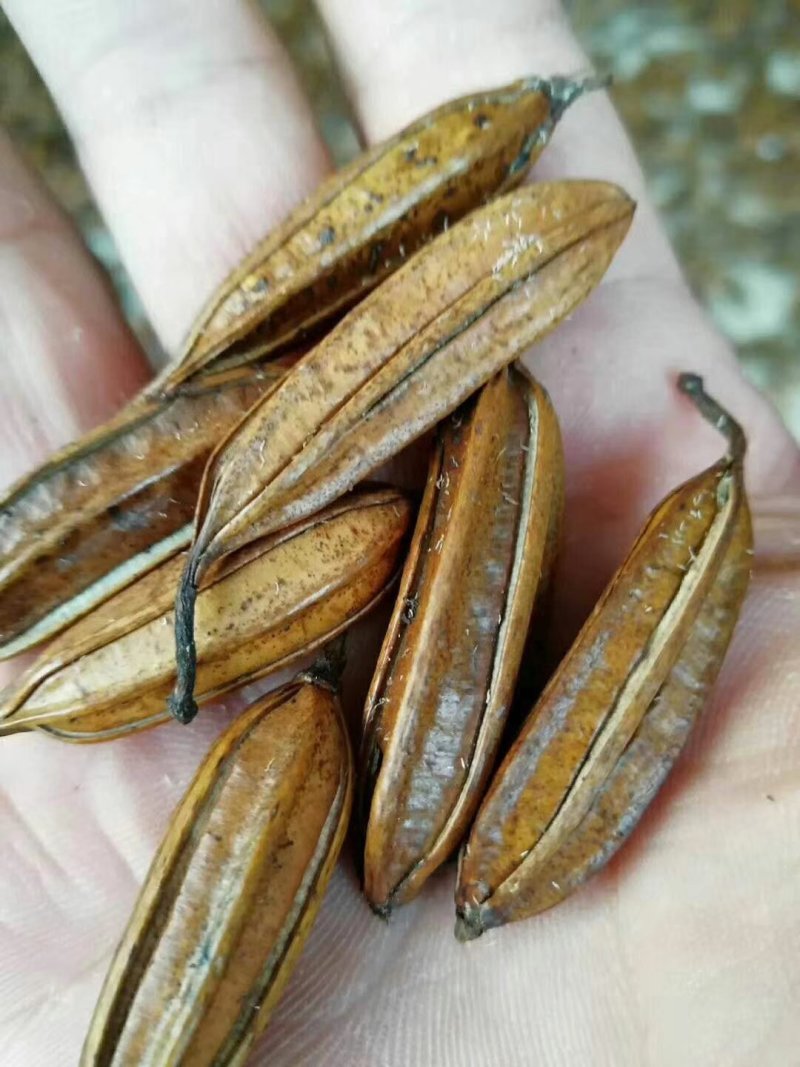 【优质】云南白芨种子三叉大白芨种子白芨果夹提供育苗技术