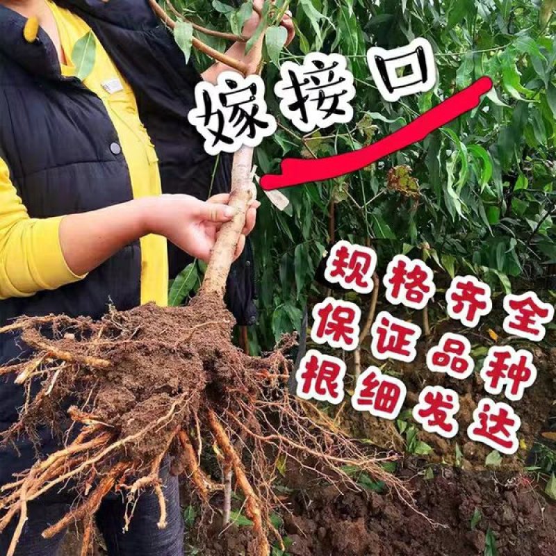 黄金蜜4号黄桃芒果香口感香甜包挂果包成活