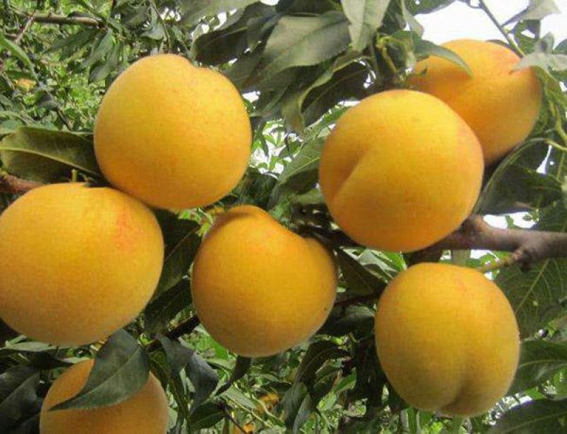 黄金蜜4号黄桃芒果香口感香甜包挂果包成活