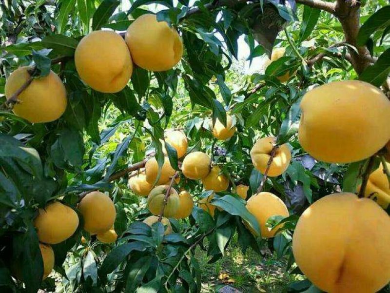 黄金蜜4号黄桃芒果香口感香甜包挂果包成活