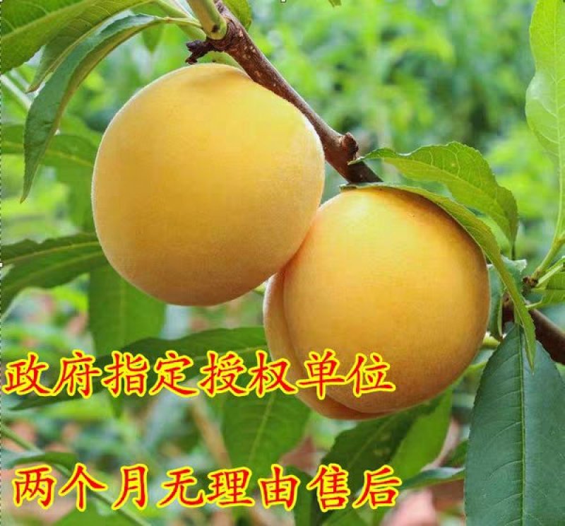黄金蜜4号黄桃芒果香口感香甜包挂果包成活