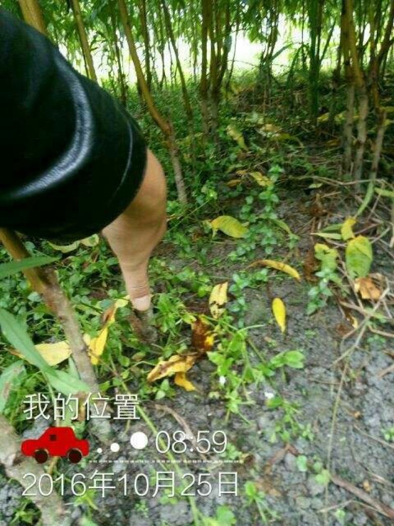 黄金蜜4号黄桃芒果香口感香甜包挂果包成活